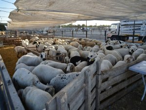 Selçuklu Kurban Bayramına hazır