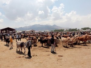 Van Büyükşehir Belediyesi kurbanlık denetimlerini sıklaştırdı