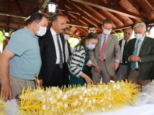 Yerli ipekböceğinin genetik kaynakları muhafaza edilecek