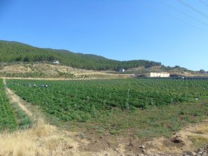 İslahiye Belediyesi, kendi ürettiği organik ürünleri yemekhanesinde kullanıyor