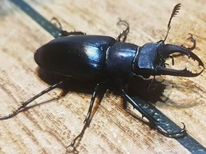 Hatay yangını Geyik Böcekleri’nin neslini de tehdit ediyor