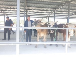 Başkan Arif Teke: ’’Canlı hayvan pazarı ekonomiye can veriyor’’