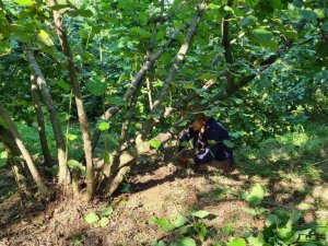 Fındık hasadı öncesi yabani ot ve dip temizliği başladı