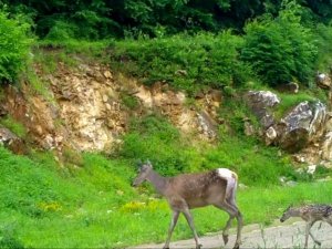 Kızıl geyikler fotokapana böyle yakalandı