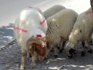 Kurbanlık ile ilgili uzmanlardan uyarı