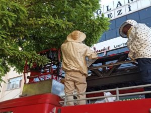 Kent merkezindeki ağaca oğul veren arılara itfaiye müdahale etti