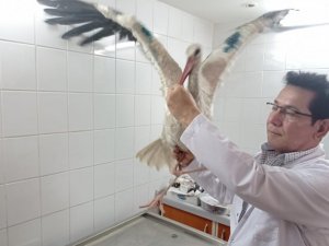Yaralı leylek tedavi altına alındı