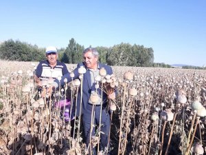 Altıntaş’ta haşhaş hasadı başladı