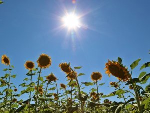 Uzman Dr. Kunt’tan ‘Güneş çarpması’ uyarısı