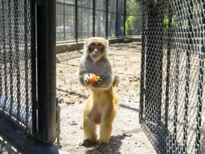 Tarsus Doğa Parkı’nın sakinleri buzlu meyve sebze kokteyli ile serinliyor