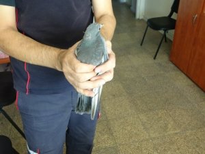 Tabelaya sıkışan yavru güvercini itfaiye kurtardı