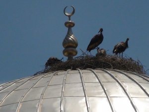 Sıcak hava leylekleri de vurdu, sanayideki atık yağlarla serinlemeye çalışan leyleklerin rengi siyaha döndü