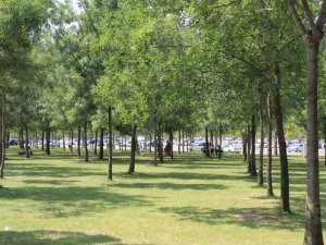 Hissedilen sıcaklığın 40 dereceyi aştığı Kocaeli’de sahiller boş kaldı