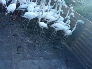 Yasadışı yollardan ele geçirdikleri flamingoların kanatlarını kesmişler