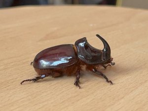 Boynuzlu gergedan böceğine gözü gibi bakıyor