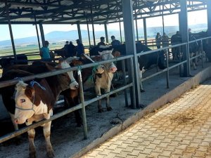 Aslanapa Canlı Hayvan Pazarı ve Borsası ekonomiye katkı sağlıyor