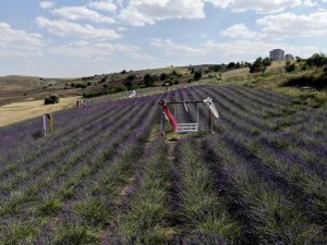 Fransa’dan gelirken getirdiği 1 avuç tohumla kendi işini kurdu