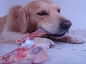 Çöpe atılan sakatat bulaşıcı hastalığa neden olabilir