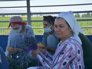 Hüdai Kaplıcalarındaki oteller alternatif tıp bitkilerini üretiyor