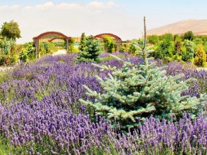 Kahramanmaraş’ta lavantalar görsel şölen sunuyor