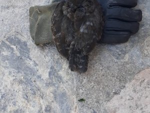 Baykuş için seferber oldular