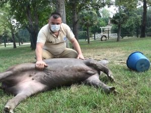 Sıcaktan  bunalan Zoopark sakinlerine buzlu meyve kokteyli