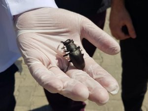 Koruma altındaki geyik böceği Manisa’da görüldü