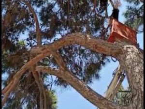 İtfaiye ekipleri leyleği kurtarıp su içirerek doğaya bıraktı