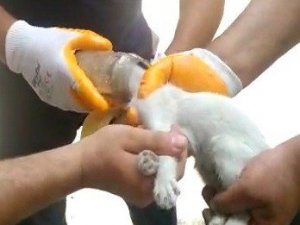 Kafası cam kavanoza sıkışan kediyi itfaiye kurtardı