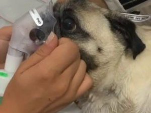 Hastanede hava verilen yavru köpek kurtarılamadı