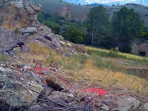 Sıcaktan bunalan tilki ailesi yuvalarının önünde görüntülendi