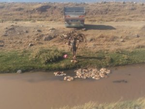 Kurbanlık hayvanların atıklarını akarsuya attılar
