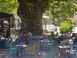 Bayır Mahallesi’nin simgesi çınar ağacı asırlara meydan okuyor