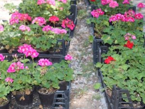 Çankaya’da çiçek satışına büyük ilgi