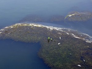 Yüksekova’da korkutan balık ölümleri