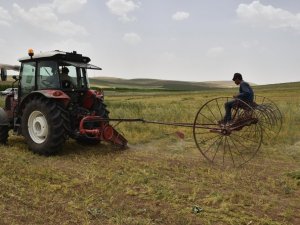 Başkent’te kırmızı mercimekte hasat zamanı