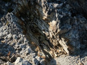 25 milyon yıllık fosil ağaç ormanı ilgi bekliyor