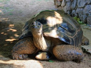 Bu kaplumbağa Cumhuriyet ile yaşıt