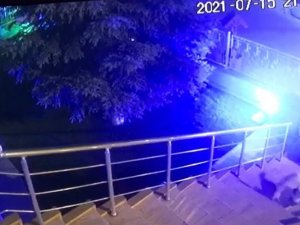 Cesur kedi apartmana girmek isteyen tilkiye böyle ders verdi