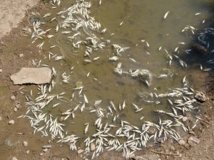 Irmaktan su yerine adeta ölü balık akıyor