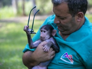 Annesinin reddettiği babun yavrusu özel bakımla hayata tutundu