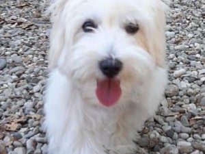 Köpeğin yuttuğu çorap endoskopiyle çıkartıldı