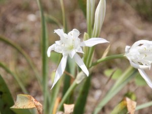 Sinop’ta kum zambakları çiçek açtı