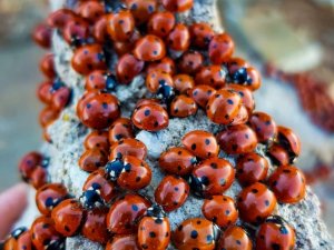 Kahramanmaraş’ta uğur böcekleri görsel şölen sunuyor