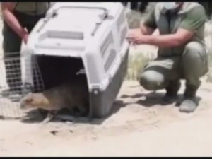 Yaralı bulunan saz kedisi tedavisinin ardından doğaya bırakıldı