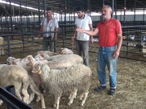 Kurban pazarında fiyatlar yarı yarıya düştü