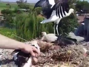 Ayağına tel takılan yavru leyleği itfaiye ekipleri kurtardı