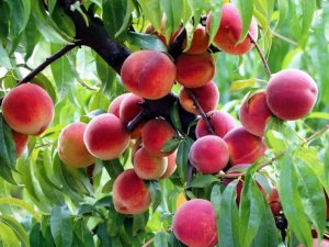 Samsun’da Akdeniz meyve sineği ile mücadele devam ediyor