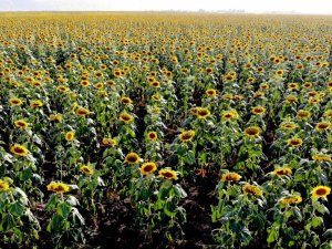 Muş Ovası sarıya boyandı