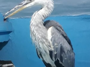 Yuvadan düşen yavru Gri Balıkçıl tedavi altına alındı